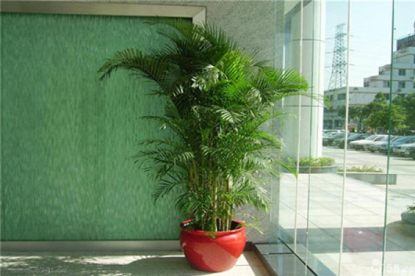 Potted Bambusa multiplex