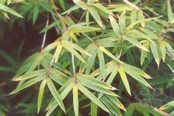 potted bamboos