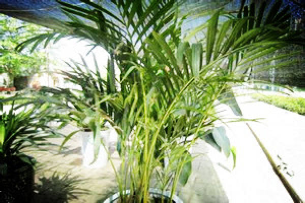 potted bamboos