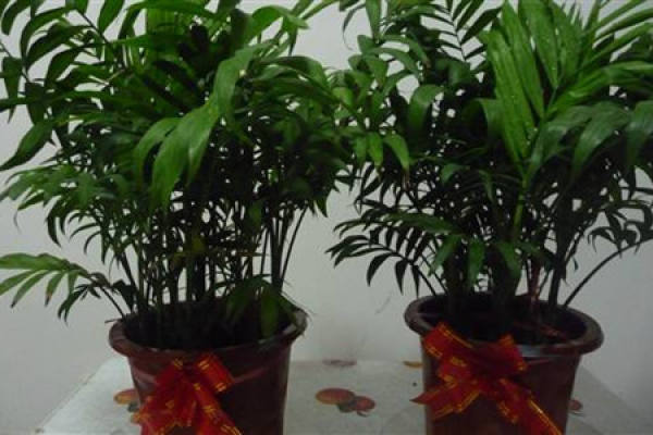 Potted pocket coconut under light