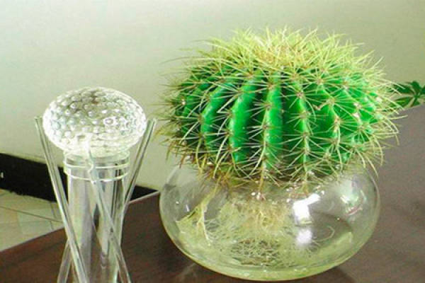 Hydroponic cactus