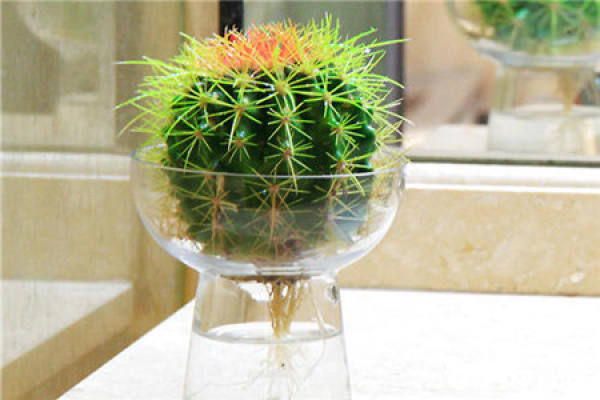 Hydroponic cactus