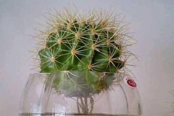 water culture cactus