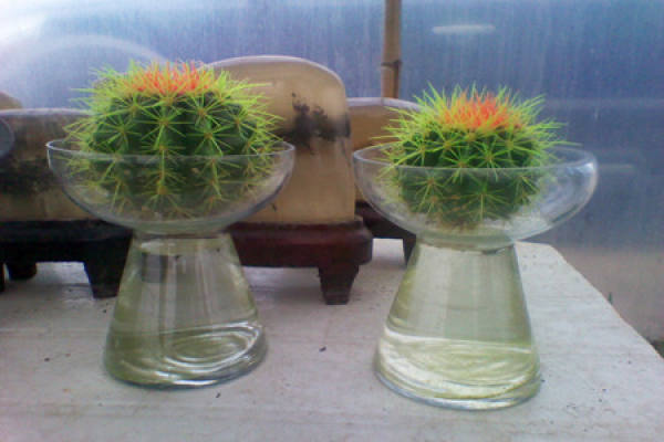 water culture cactus