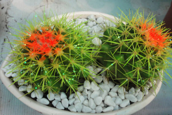 Potted cactus