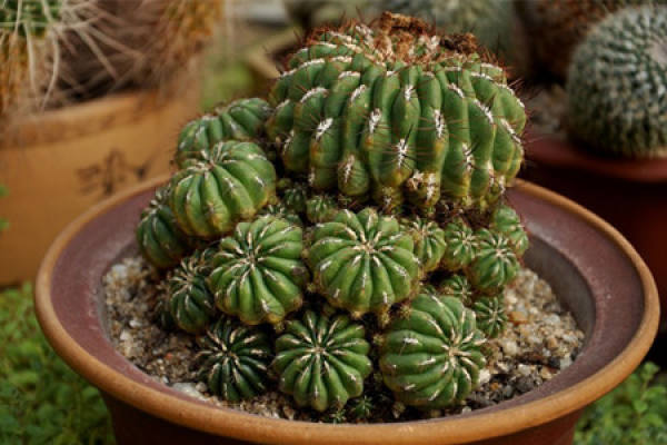 Potted cactus