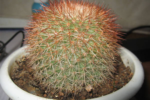 Potted cactus