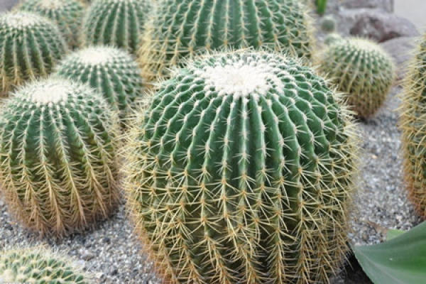 potted cactus