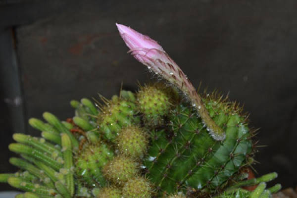 Watered cactus
