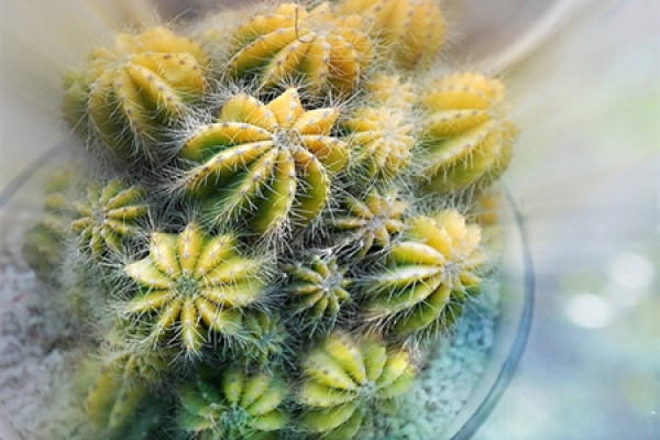 Watered cactus