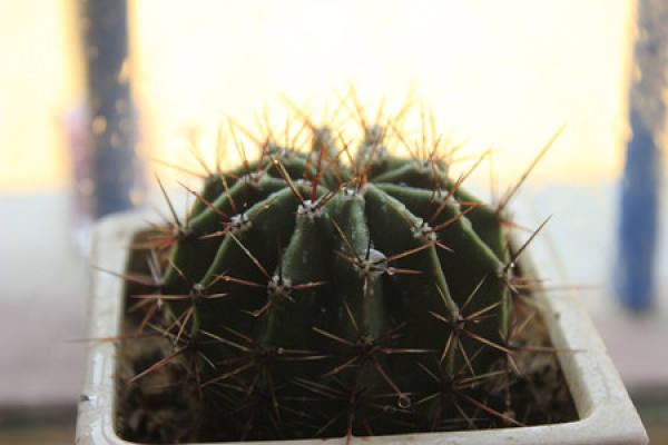 cactus after watering