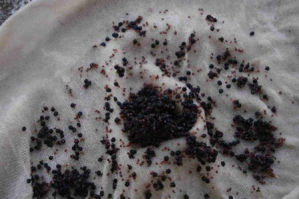 Cactus seed