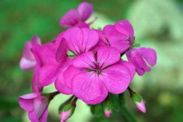 Fertilization method of geranium