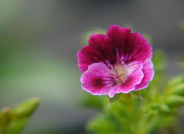 application method of Geranium