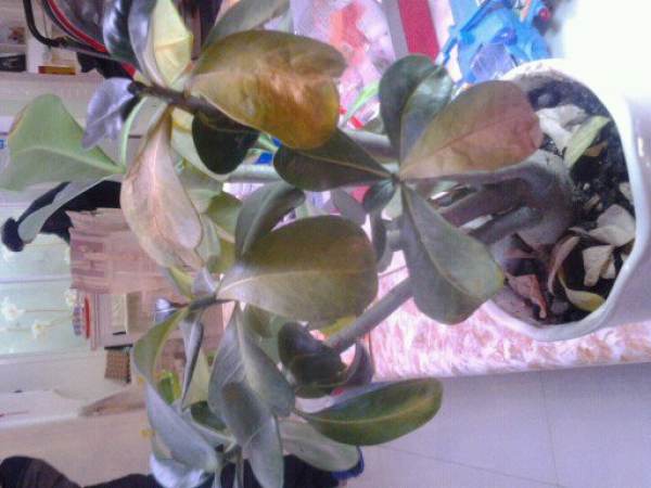 Leaf spot of desert rose
