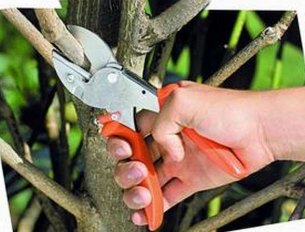 What to know before pruning geraniums