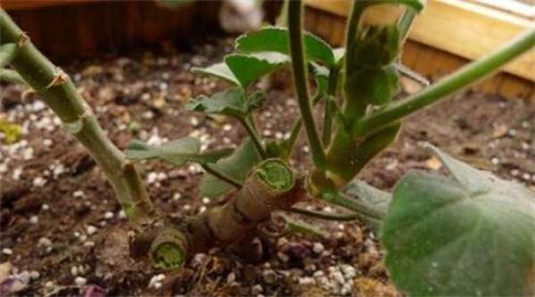 need to know before Pelargonium pruning