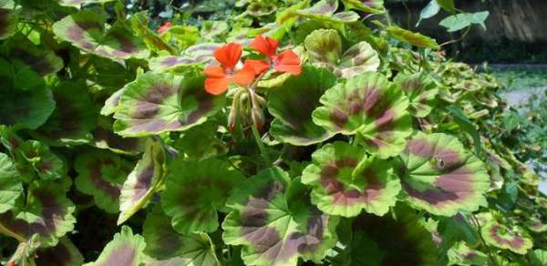 Horseshoe Geranium