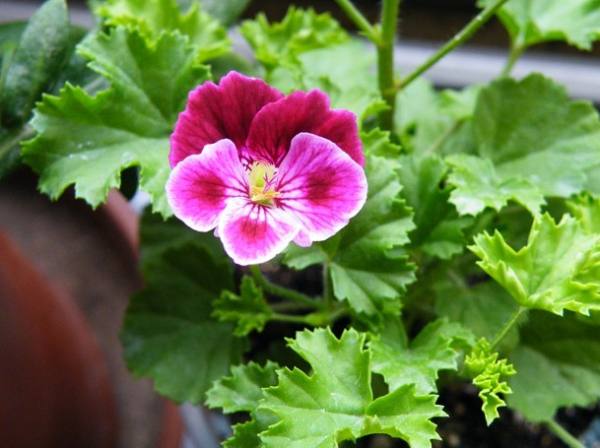 Horseshoe Geranium