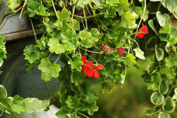 Horseshoe Geranium