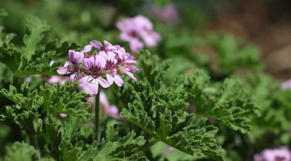 horseshoe Geranium