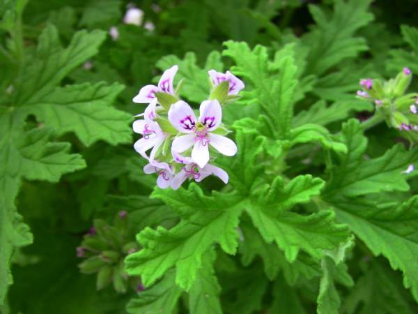horseshoe Geranium