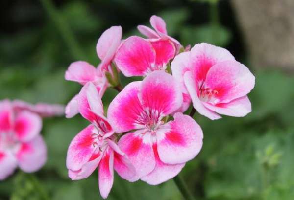 What to fertilize geranium?