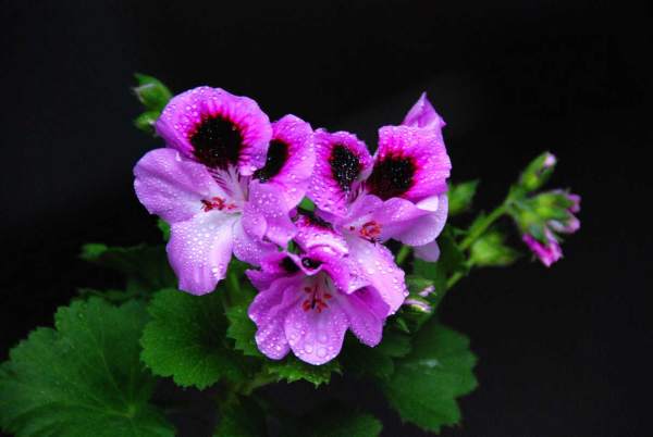 What to fertilize geranium?