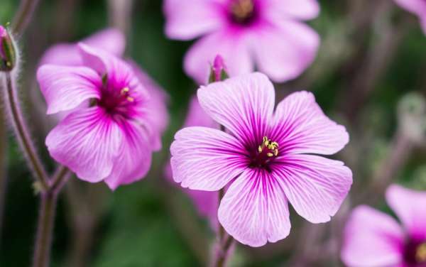 Geranium in March