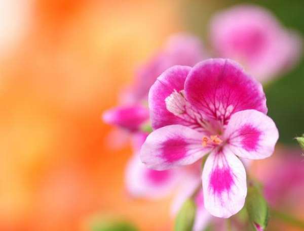 March of Geranium