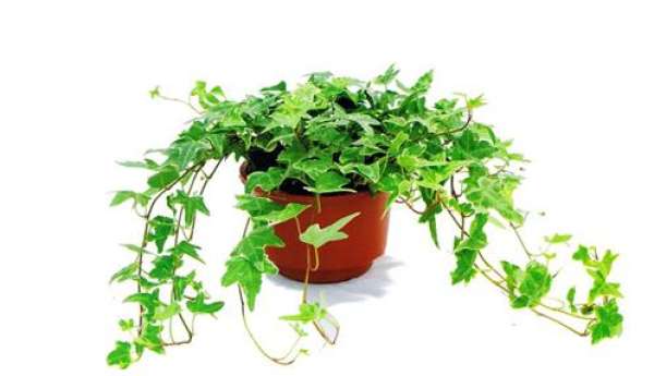 The breeding method of ivy: the temperature should be suitable