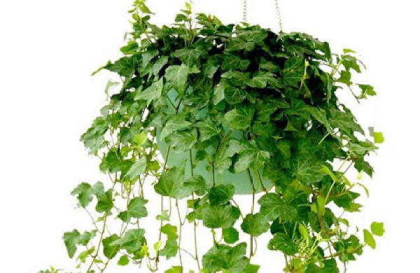 The breeding method of ivy: the temperature should be suitable