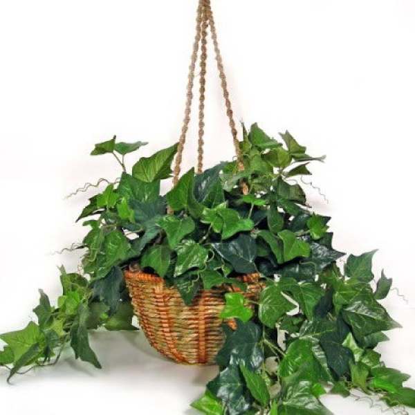 cultivation method of Ivy: appropriate temperature