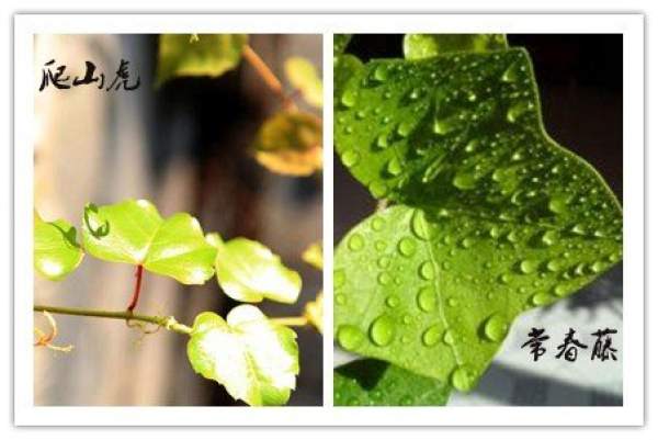 Morphological Differences between Ivy and Parthenocissus tricuspidata