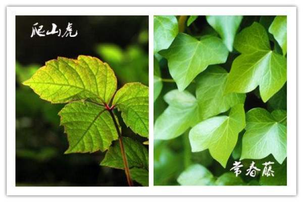 Morphological Differences between Ivy and Parthenocissus tricuspidata