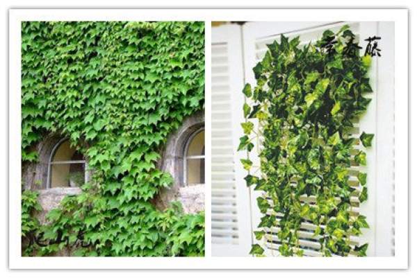Morphological Differences between Ivy and Parthenocissus tricuspidata