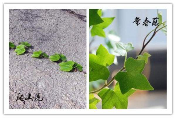 morphological differences between ivy and creeper