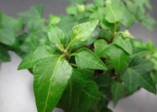 Ivy