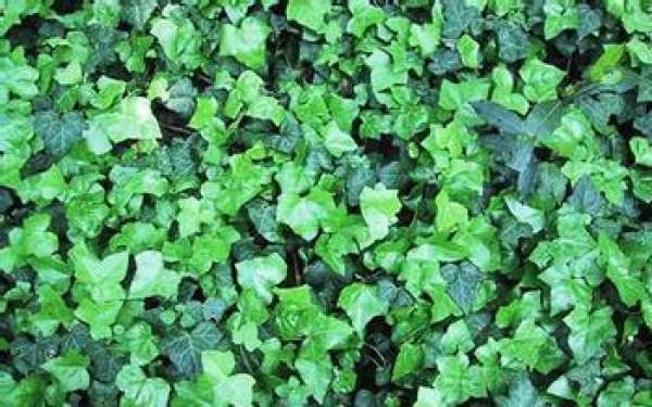 Ivy