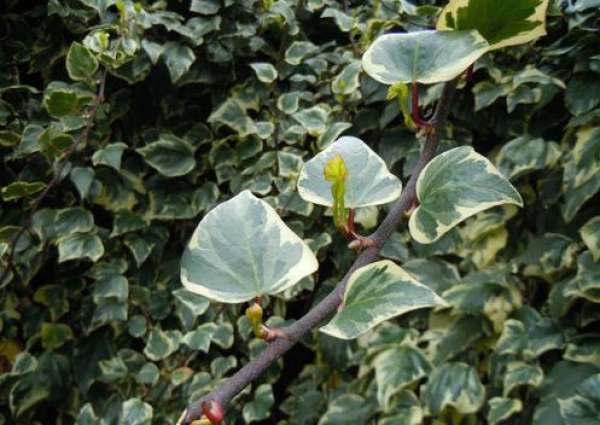 Ivy