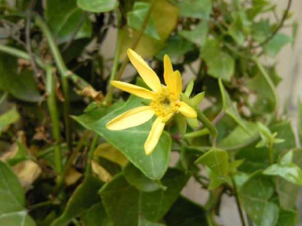 Ivy blossom
