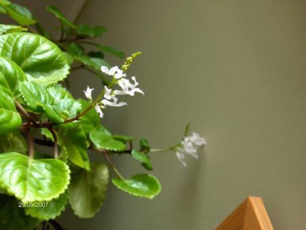 Ivy blossom