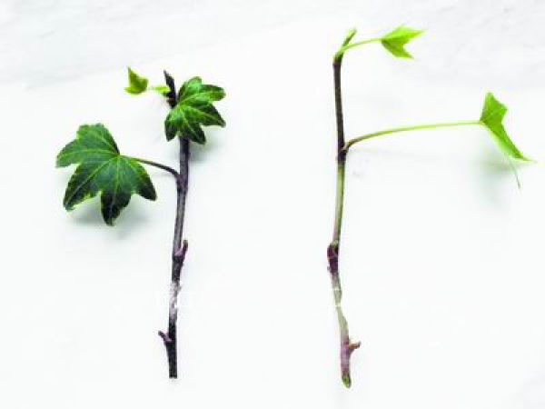 Ivy cuttage: selecting cuttings