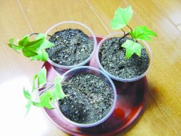 Ivy cuttage: selecting cuttings