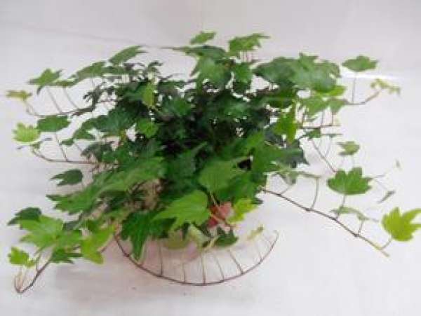 Ivy cutting: select cuttings