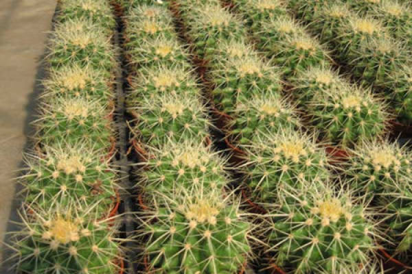 There are many kinds of cactus, golden cactus.