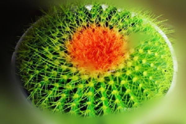 There are many kinds of cactus, golden cactus.