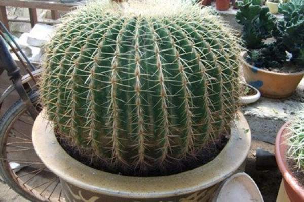 there are many kinds of cactus, golden crown cactus