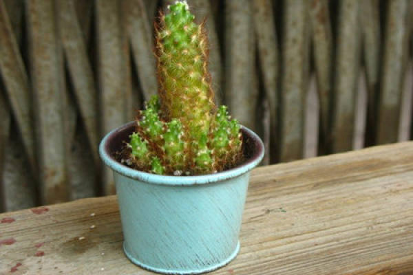 there are many kinds of cactus, golden crown cactus