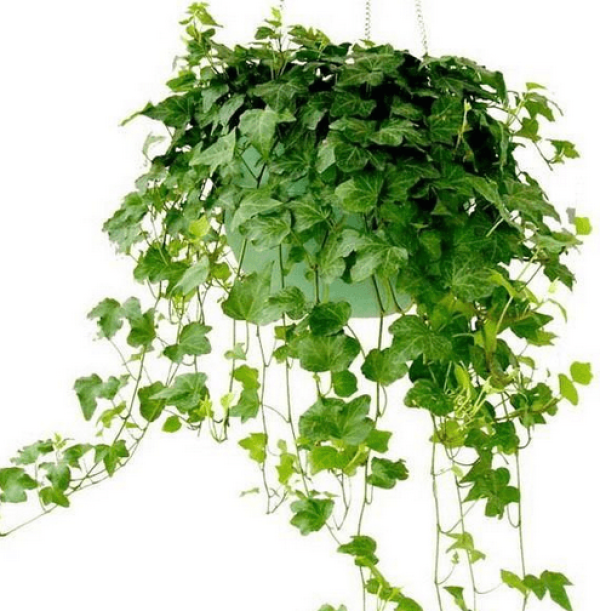 How to trim the ivy?